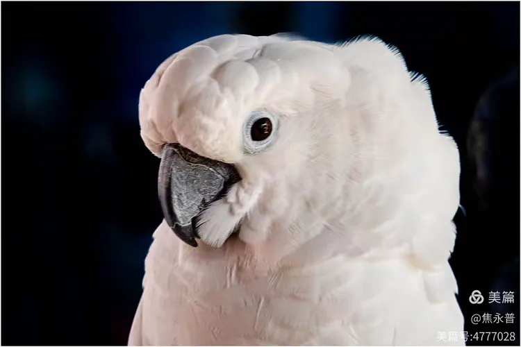 西双版纳曼婷皇家园林里的鹦鹉